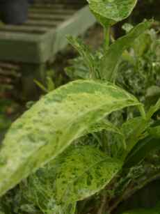 Aucuba japonica Variegata ever green shrub mail order